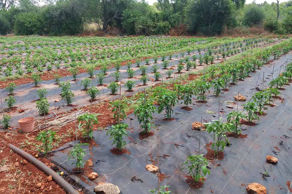 Plantação da Algarve Peppers