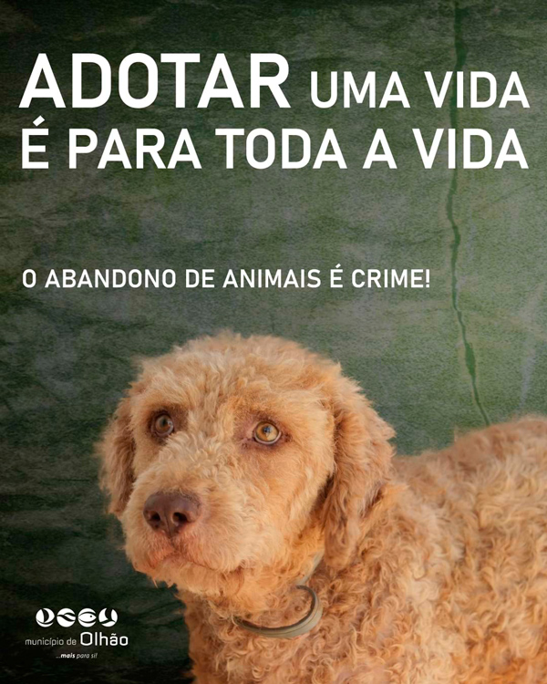 Campanha abandono de animais - Olhão