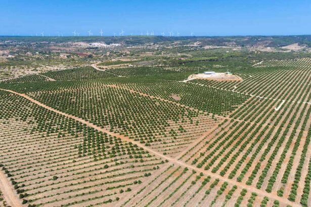 CCDR Algarve deu parecer negativo ao agrícola de produção de abacates localizado em Lagos, freguesia da Luz e Bensafrim e Barão de São João, numa de 128 hectares.