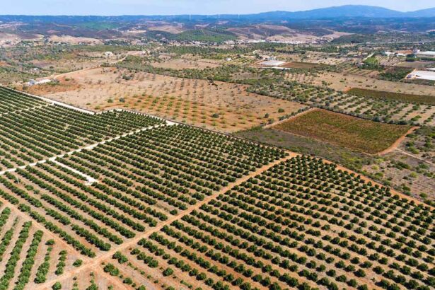 José Gonçalves, presidente da Câmara Municipal de Aljezur, manifestou ao ministro do Ambiente e à ministra da Agricultura, a sua preocupação com a implementação do cultivo do abacate, em vários locais do concelho.