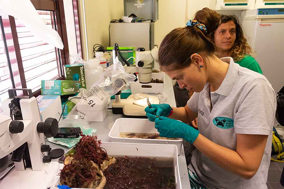 Algarve é a 27.ª paragem do TREC - Traversing European Coastlines, um projeto inédito pretende desenhar um mapa europeu dos ecossistemas costeiros.