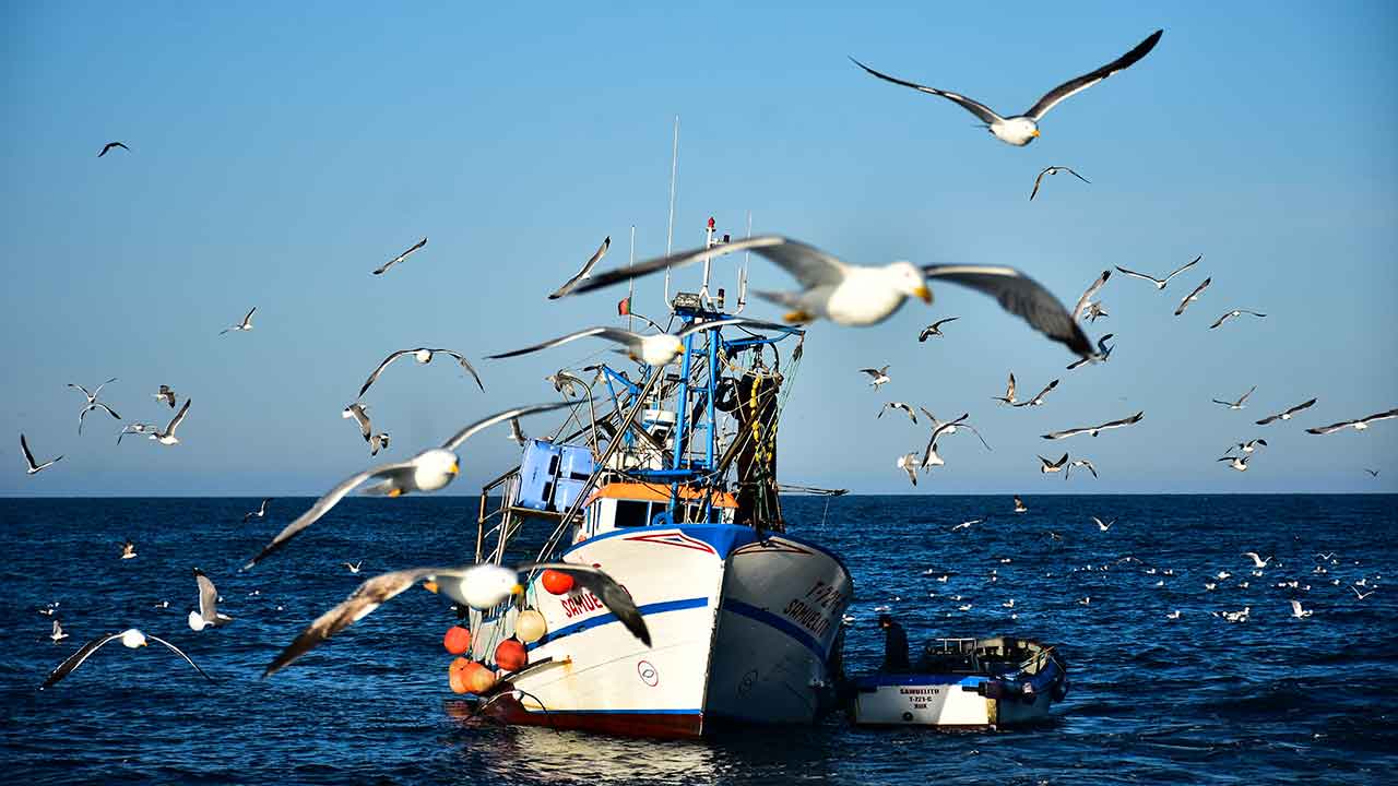 Estudo «Clima Pesca» revela a vulnerabilidade do sector das pescas às Alterações Climáticas. Resulta de uma parceria entre cientistas da Universidade do Algarve (UAlg)/ CCMAR e de pescadores de norte a sul do país, segundo explica o investigador e coordenador Francisco Leitão.