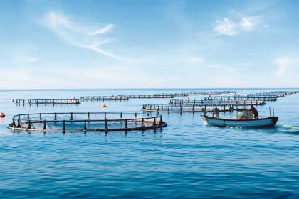 Aquacultura em Vila Real de Santo António (VRSA) ascende aos 2 milhões de euros e prevê produção anual de 8.000 toneladas de peixe por ano.