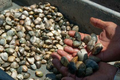 Bivalves