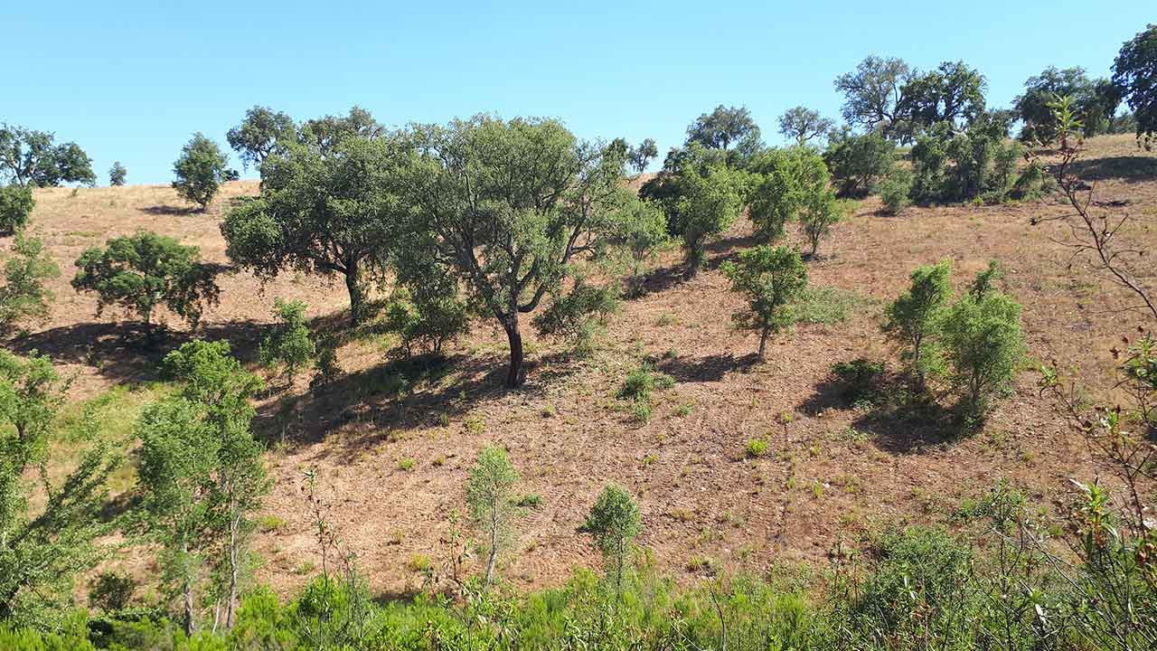 «Os caçadores têm um profundo conhecimento do território, senda esta parceria uma mais-valia», segundo a autarquia de Loulé.