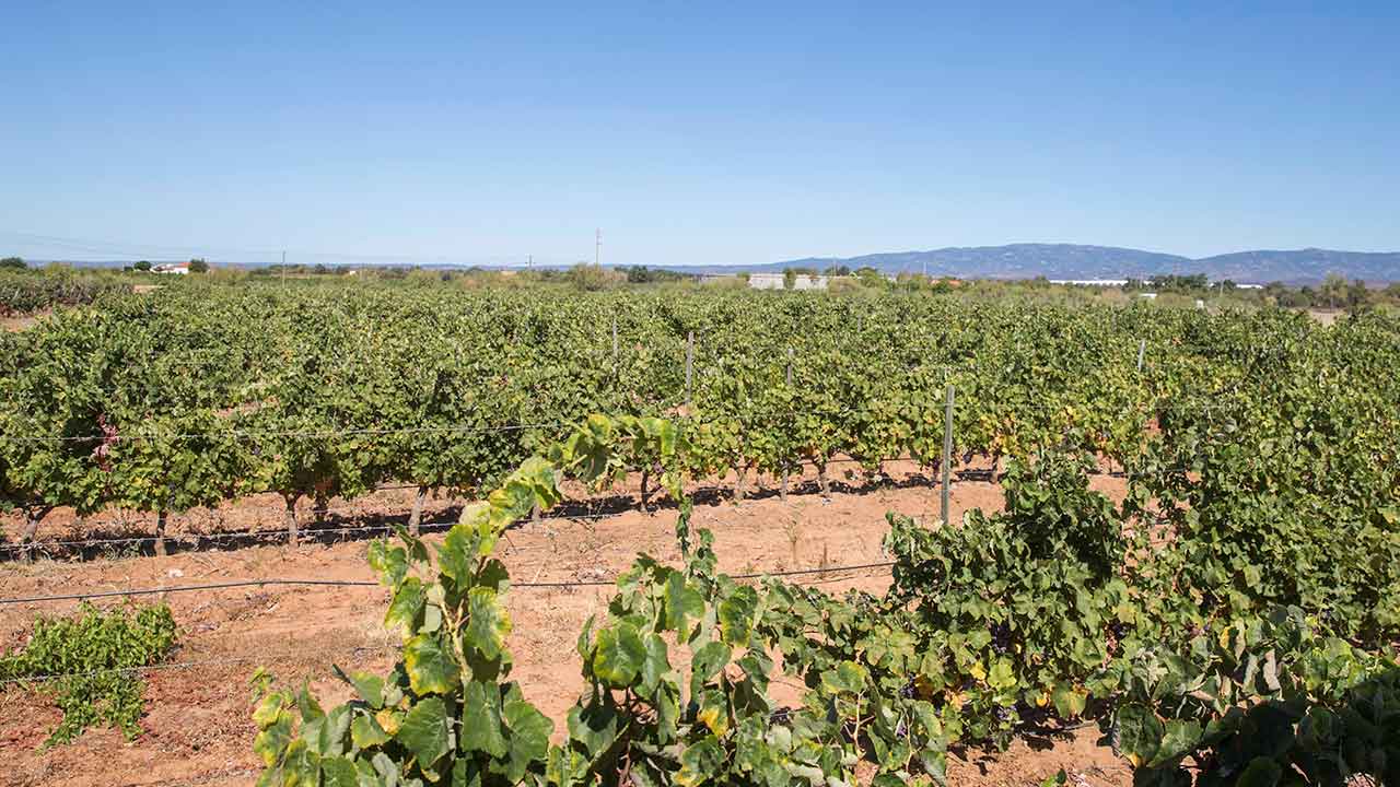 O Concurso Cidades do Vinho 2023 já anunciou os seus vencedores e a Quinta da Penina alcançou a medalha de ouro com o Negra Mole.