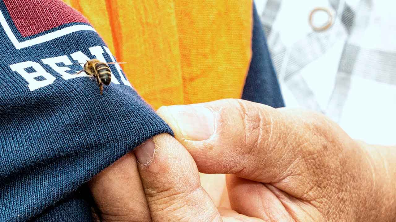 O Dia Mundial das Abelhas vai ser assinalado em Portimão com atividades pedagógicas sobre a importância destes insetos para o ecossistema.