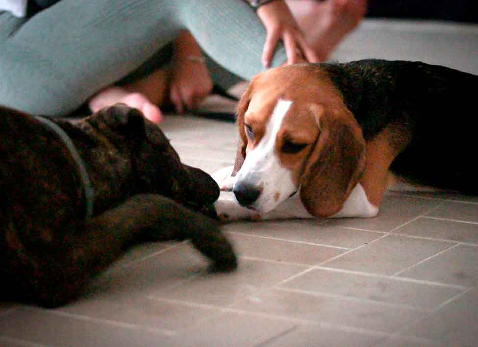 Dog-Yoga