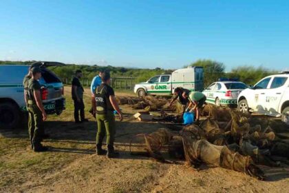 A GNR recolheu um total de 63 artefactos para pesca ilegal de enguias, espécie em perigo crítico de conservação, na Lagoa dos Salgados.