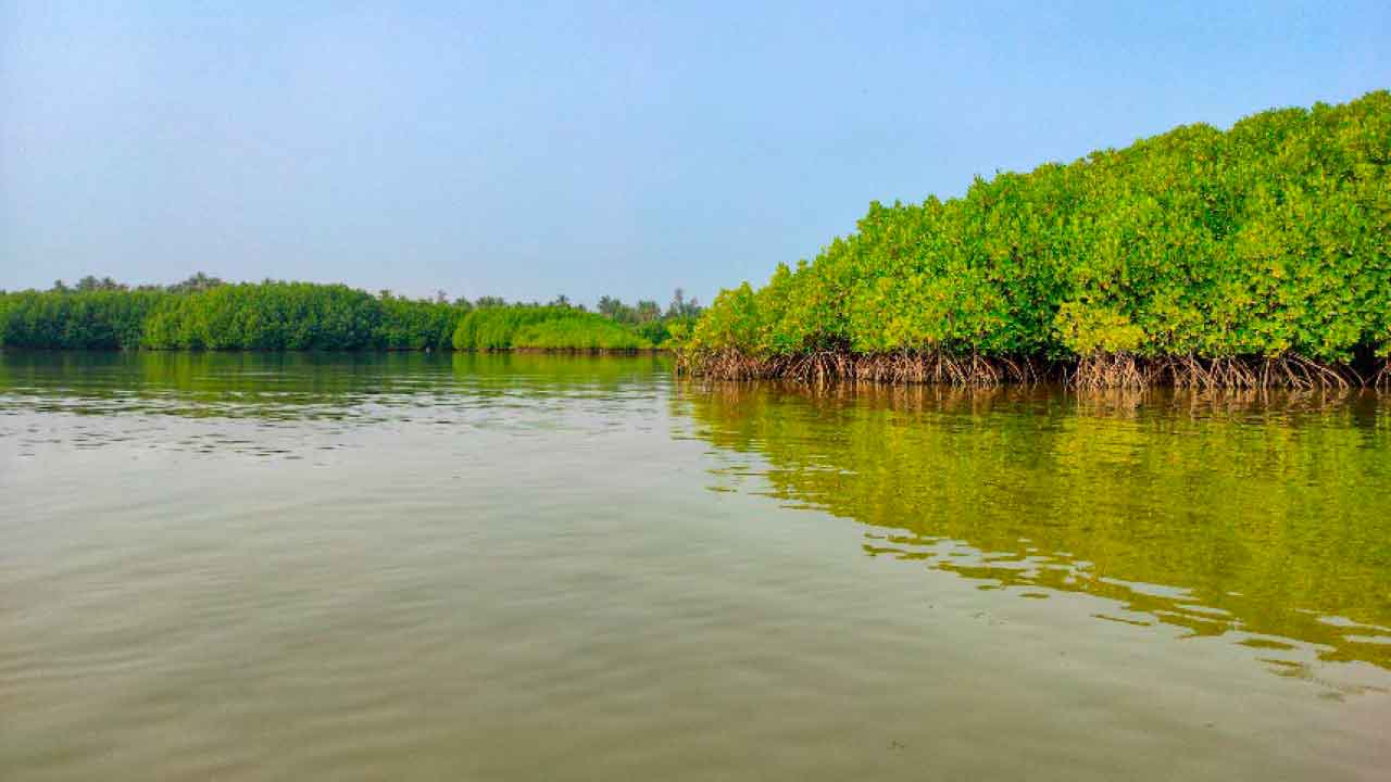 Novo estudo do CCMAR fornece importantes perspetivas sobre o papel das correntes oceânicas na biodiversidade dos mangais.