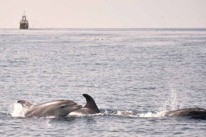 O Europe Direct e a Comissão de Coordenação e Desenvolvimento Regional (CCDR) do Algarve promovem um diálogo jovem sobre o tema «A saúde dos oceanos, um mar livre de plásticos».