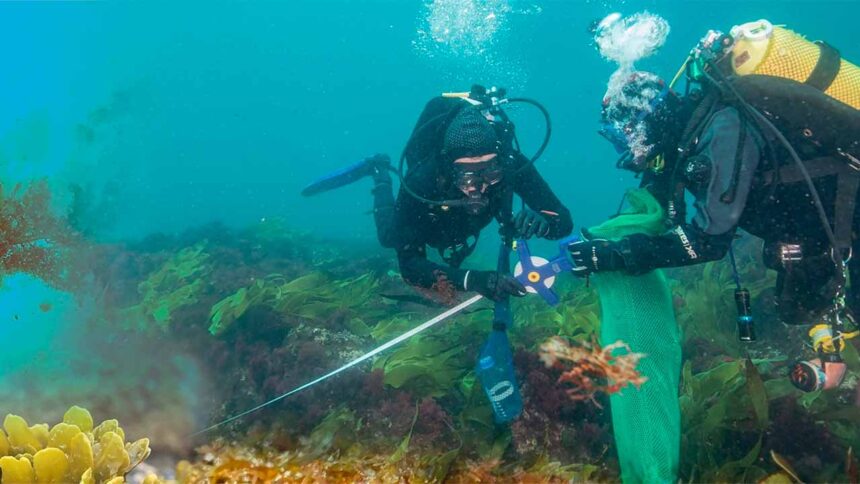 O Centro de Ciências do Mar (CCMar) da Universidade do Algarve promove o primeiro Festival das Florestas Marinhas em Vila do Bispo e Sagres, de 15 a 20 de maio.