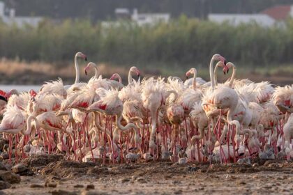 550 é o número de flamingos nascidos no Algarve em 800 ninhos construídos numa colónia com cerca de 3000 indivíduos.