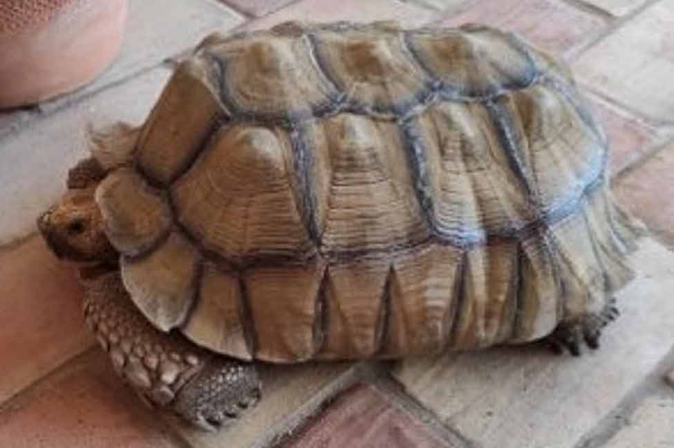 Núcleo de Proteção Ambiental (NPA) de Albufeira da Guarda Nacional Republicana (GNR) apreendeu uma tartaruga-de-esporas-africana em cativeiro ilegal.