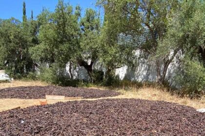 O Comando Territorial de Faro, através do Destacamento Territorial de Loulé, ontem, dia 19 de julho, apreendeu mais de 11 toneladas de alfarrobas e identificou oito suspeitos, com idades compreendidas entre os 18 e os 61 anos, por furto de produtos agrícolas, em Almancil.