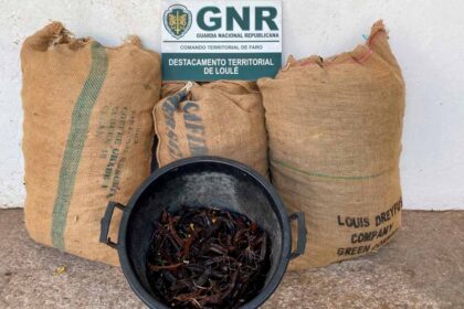 Guarda Nacional Republicana (GNR) volta a confiscar alfarrobra roubada no concelho de Loulé.
