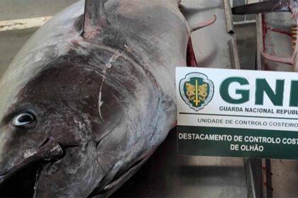 Dois Atuns-Rabilho com um peso total de cerca de 450 quilos, com um valor estimado de 8.700 euros.