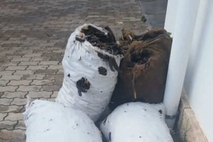 Apreensão de alfarroba em Tavira