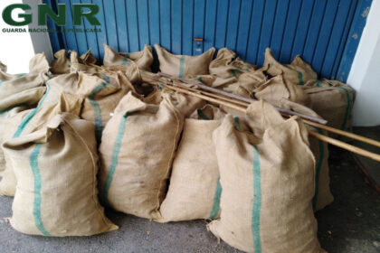 Alfarroba roubada em Albufeira