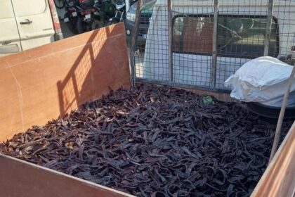 Comando Territorial de Faro da GNR, através do Posto Territorial de Loulé, apreendeu 460 quilos de alfarroba e identificou um homem, de 54 anos, por furto de produtos agrícolas, no concelho de Loulé, ontem, dia 10 de setembro.