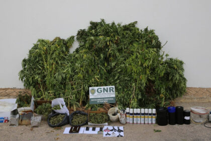 GNR detém homem em Aljezur por tráfico e cultivo de canábis