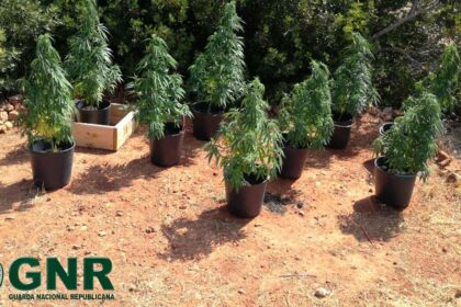 GNR deteta Canábis em Vila do Bispo