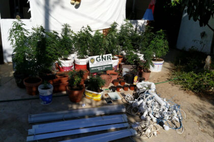 GNR detém homem que plantava cannabis em casa, em Caarvoeiro
