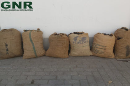 Furto de Alfarroba em Algoz