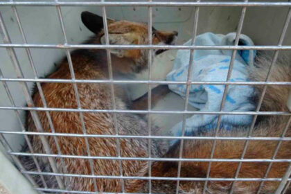 GNR Raposa