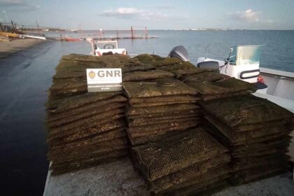 A Unidade Controlo Costeiro (UCC), através do Subdestacamento de Controlo Costeiro de Olhão da Guarda Nacional Republicana (GNR), apreendeu quatro toneladas de ostras (Tridacna gigas), em Olhão, na terça-feira, dia 23 de novembro.