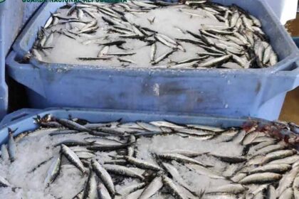 GNR apreendeu mais de uma tonelada de sardinha, ontem, em Portimão, porque o armador ultrapassou o limite diário de captura.