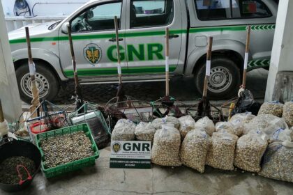 GNR apreende bivalves