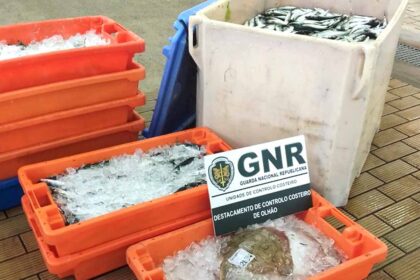 GNR apreende 347 quilos de cavala, sardinha e raia em Olhão