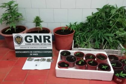 Plantação de Cannabis em Aljezur