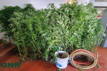 Tráfico de droga em Monchique