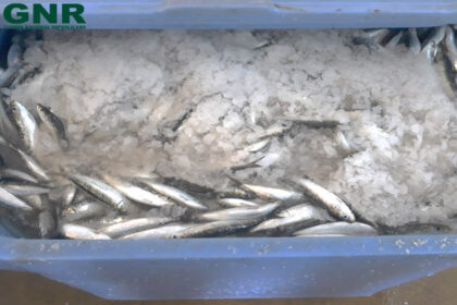 Sardinha apreendida em Portimão