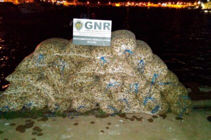 GNR apreende berbigão