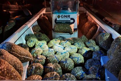 GNR interceta bivalves ilegais