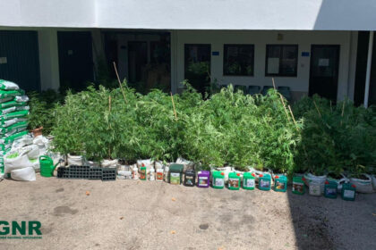 GNR desmantela estufa de cannabis em Paderne