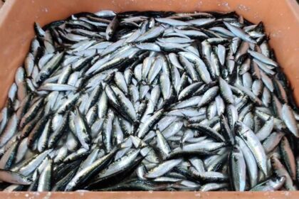 A Unidade de Controlo Costeiro (UCC), através do Subdestacamento de Controlo Costeiro de Portimão da Guarda Nacional Republicana (GNR) apreendeu 2700 quilos de sardinha (Sardina pilchardus), por desrespeito das regras de captura, no dia 1 de setembro, em Portimão.