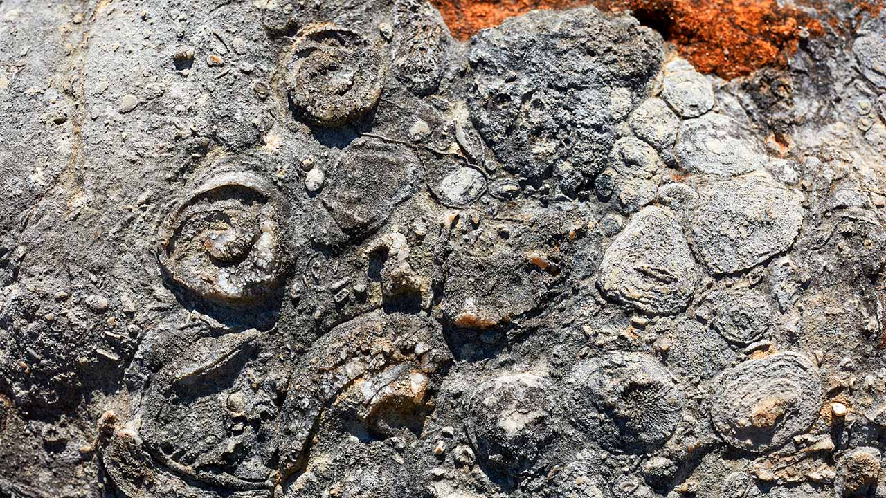 Albufeira e aspirante Geoparque Algarvensis lançam «Uma história com muitos milhões de anos – do oceano Thetys ao barrocal do Algarve» inglês.