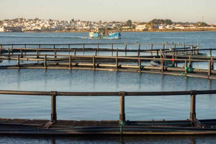 Jerónimo Martins vai investir cerca de 10 milhões de euros na produção e transformação de pescado em Vila Real de Santo António (VRSA).