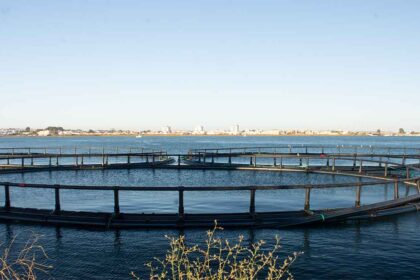 Jerónimo Martins vai investir cerca de 10 milhões de euros na produção e transformação de pescado em Vila Real de Santo António (VRSA).