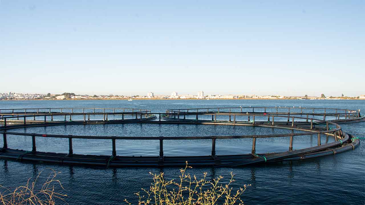 Jerónimo Martins vai investir cerca de 10 milhões de euros na produção e transformação de pescado em Vila Real de Santo António (VRSA).