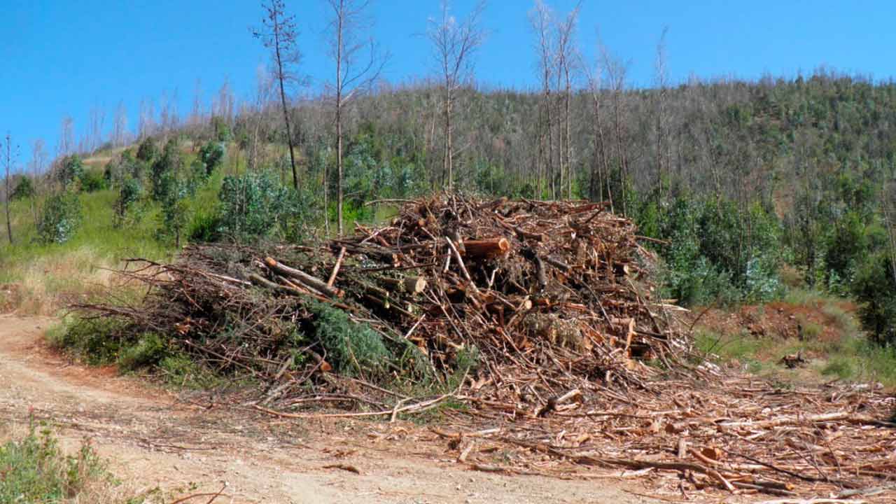 Falta de solução para madeira ardida preocupa presidente da Câmara de Monchique, empresários e proprietários florestais do concelho.