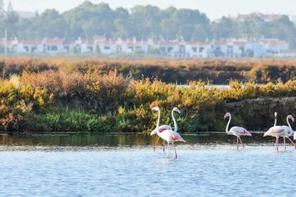A Odiana lança o webinar «Caminhos de Santiago no Baixo Guadiana – Impacto e Desafios» na terça-feira, dia 12 de janeiro.