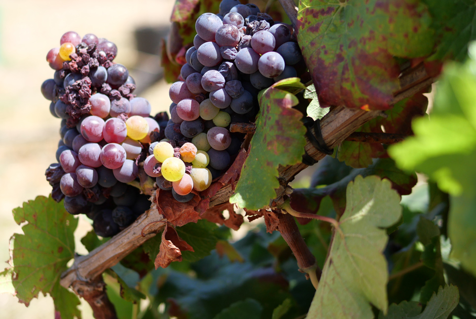 Vinho - Monte da Casteleja