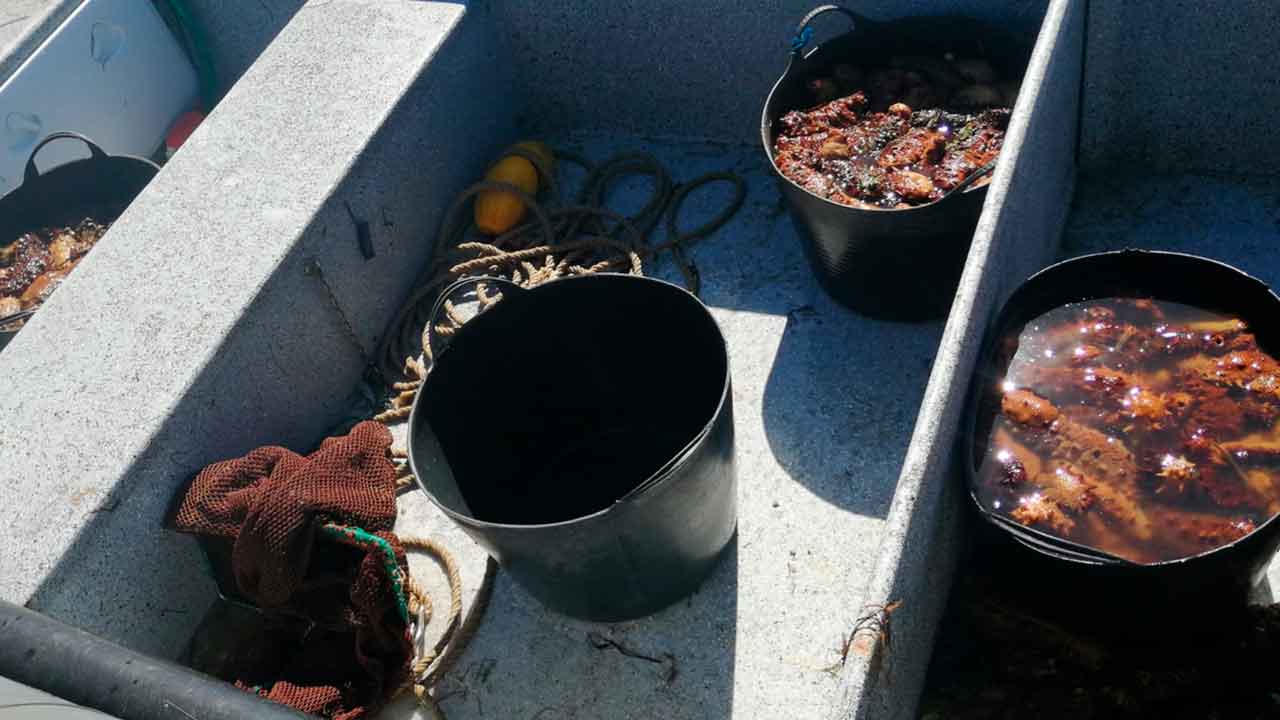 Um pescador de 39 anos foi identificado depois de a GNR ter apreendido 162 quilos de pepinos-do-mar que o mesmo transportava, na Ria Formosa.