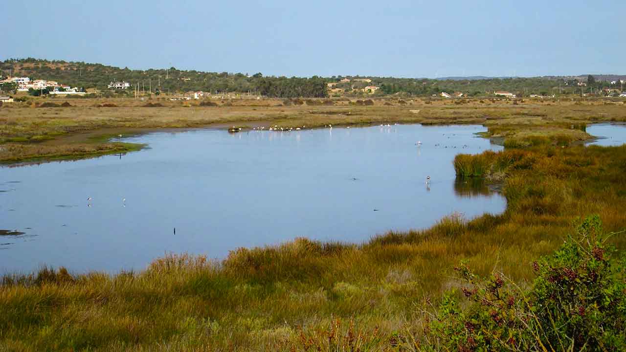 ortimão assinala o Dia Mundial das Zonas Húmidas com a remoção do chorão das praias no sistema dunar de Alvor e recolha de lixo.