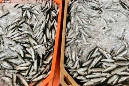 O Porto de Pesca de Portimão foi alvo de uma ação de fiscalização pela GNR que acabou por apreender toneladas de sardinhas em violação da lei.